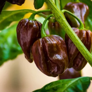 Chocolate-habanero.jpg