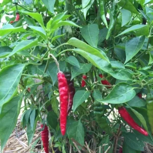 cayenne-pepper-plant-735×551.jpg