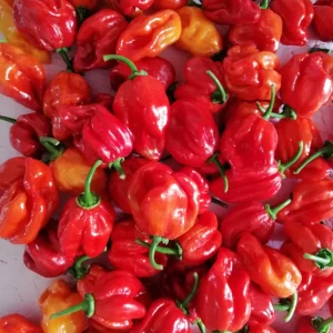 habanero-redd-768×1024