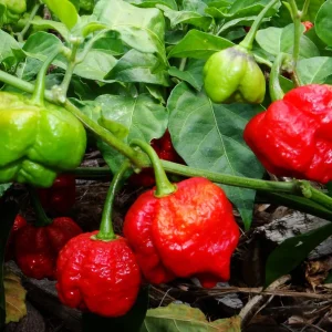 trinidad-moruga-scorpion-jpg