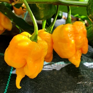 chilli-carolina-reaper-ultra-hot-chili-pepper-