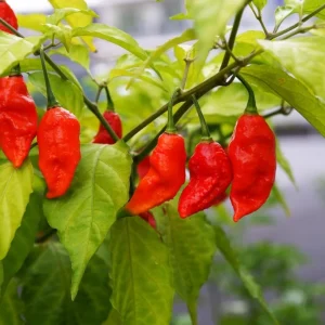 bhut-jolokia-1024×685